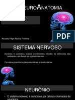 Neuroanatomia resumida