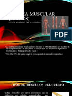 Sistema  musculas (tejidos)
