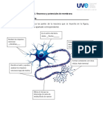 AA1 Neuronas y Potenciales de Membrana