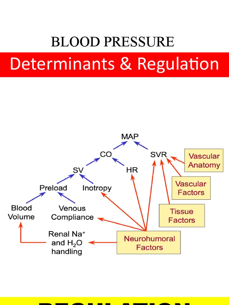 Blood Pressure Regulation Mechanisms | PDF | Angiotensin | Blood Pressure