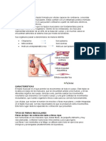 Tejido muscular: características y tipos