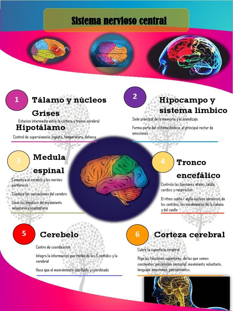 Infografia Sistema Nervioso Central PDF