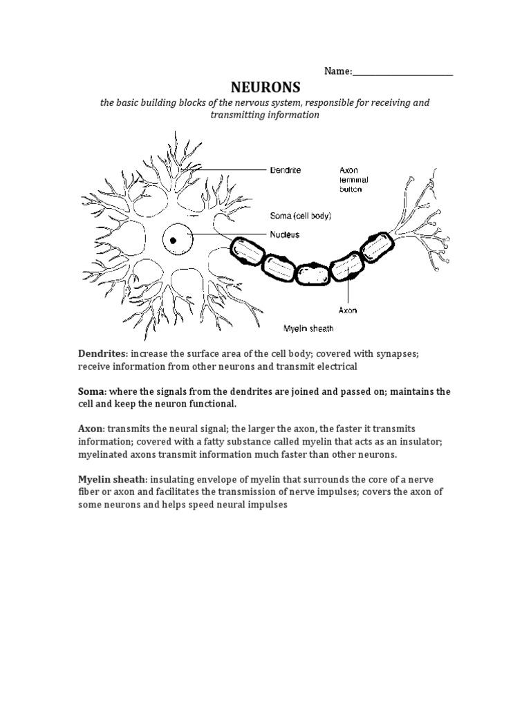 Understanding Neurons and Their Functions | PDF