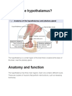 What Is The Hypothalamus?