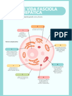 Ciclo de Vida Fasciola Hepatica