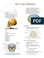 Os principais ossos do corpo humano