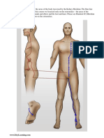 Kidney Meridian