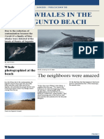 Blue Whales in The Ofagunto Beach: The Neighboors Were Amazed