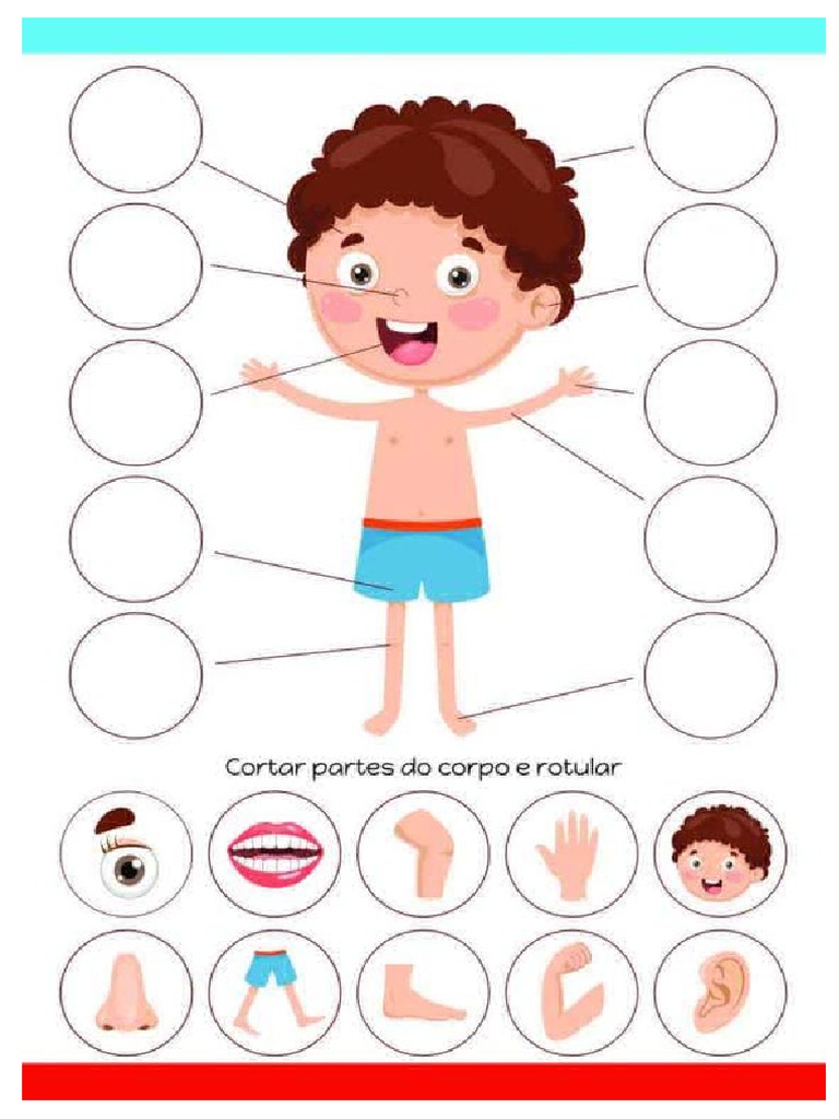 Corpo Humano para Montar | PDF