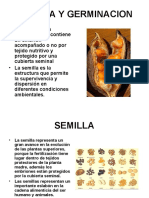 14.SEMILLA Y GERMINACION