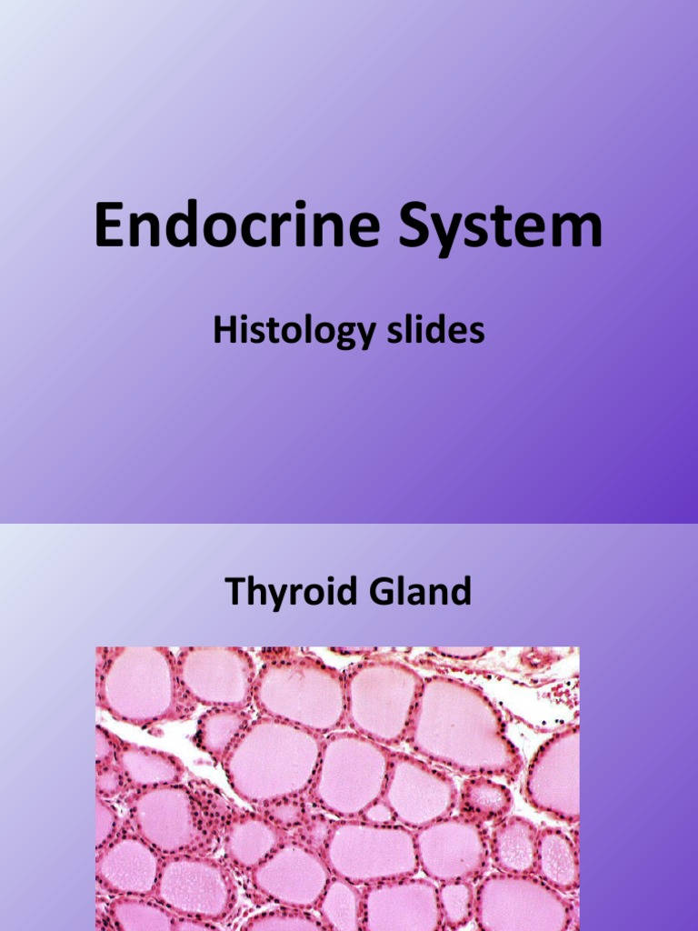 Endocrine System Histology Overview | PDF | Science & Mathematics
