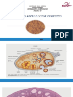 Practica 15 Aparato Reproductor Femenino