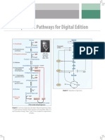 Important Pathways For Digital Edition: Regulation of Glycolysis