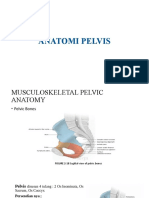Anatomi Pelvic