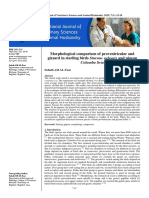 Morphological Comparison of Proventricular and Gizzard in Starling Birds Sturnus Vulgaris and Pigeon