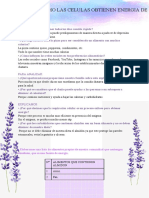 Cómo obtienen energía las células de los alimentos