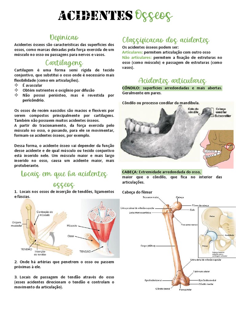 Acidentes Ósseos | PDF | Coluna vertebral | Sistema Locomotor