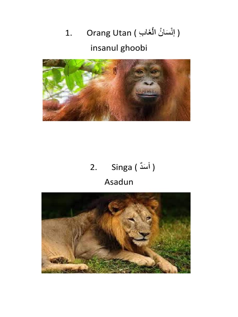 28 Haiwan Dalam Bahasa Arab | PDF