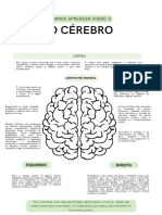 O Cérebro Da Criança