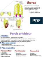 Anatomi Thorax