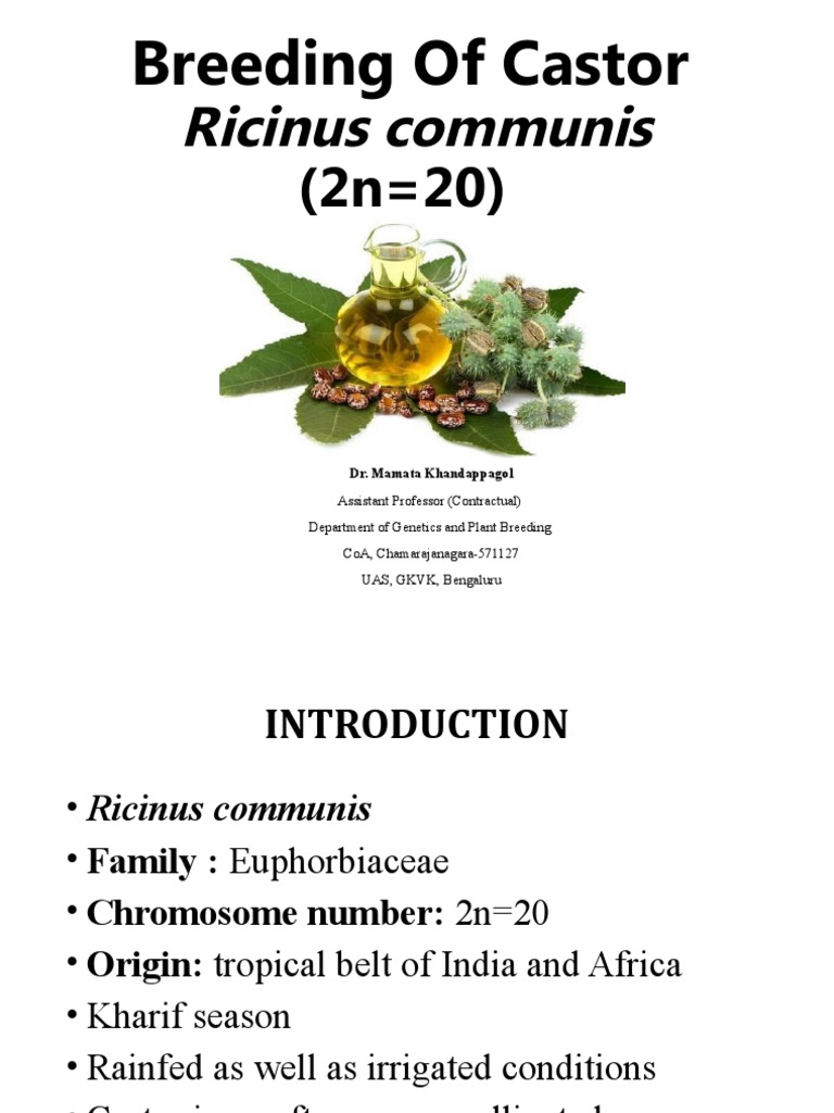 16 Castor PDF Plant Breeding Crops