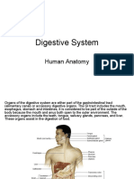 Digestive System: Human Anatomy