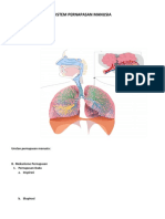 Sistem Pernapasan Manusia