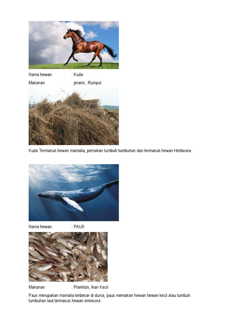 Hewan Dan Makanannya | PDF