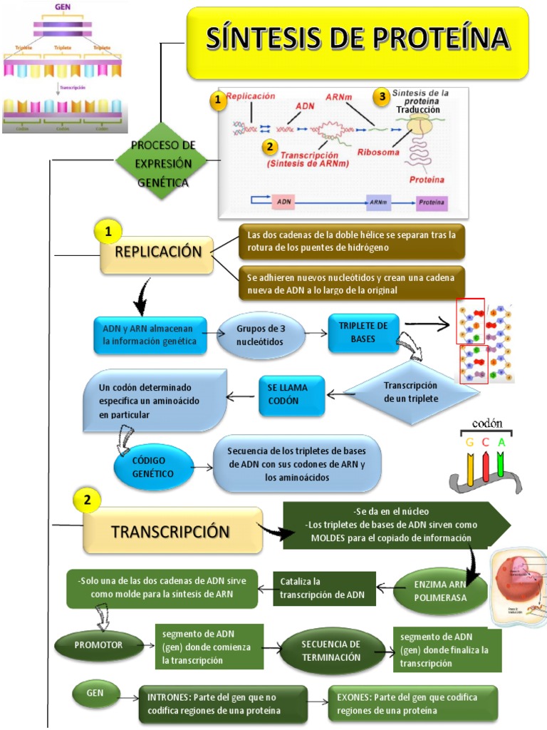 Flujograma Sintesis de Proteinas | PDF | Rna | Adn