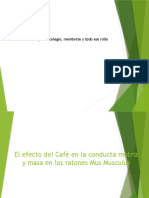 El efecto del café en la conducta y masa de los ratones Mus musculus