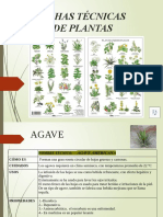 Fichas Plantas 2