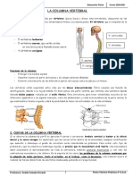 La Columna Vertebral