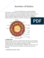 Histology of Hydra-Types of Cells