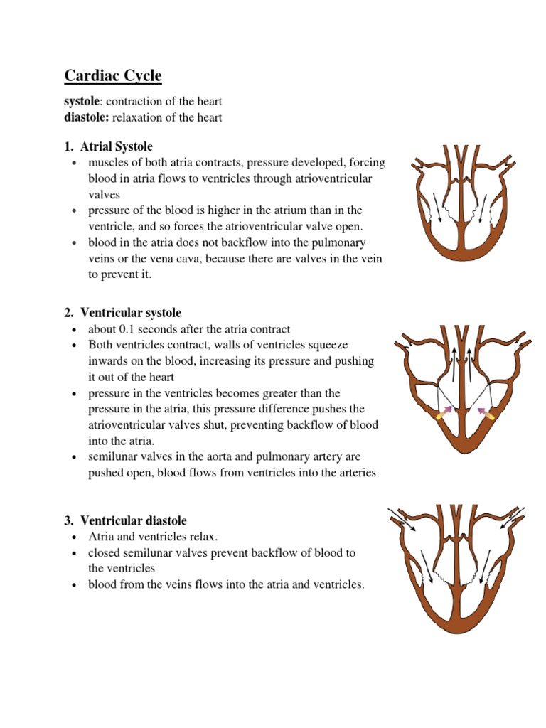 Cardiac Cycle: Phases and Control | PDF | Travel | Science & Mathematics