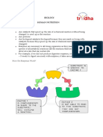 Human Nutrition Enzymes