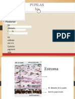 PDF Pupilas