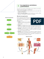 Niveles de Organizacion 2