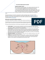 The Female Reproductive System How Does The Female Reproductive System Work?