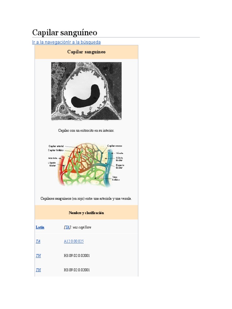 Capilares | PDF | Capilar | Sistema cardiovascular