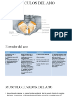 Músculos del ano: elevador y coccígeo