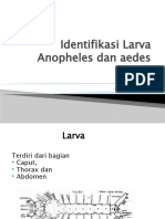 2 Identifikasi Larva Anopheles Dan Aedes