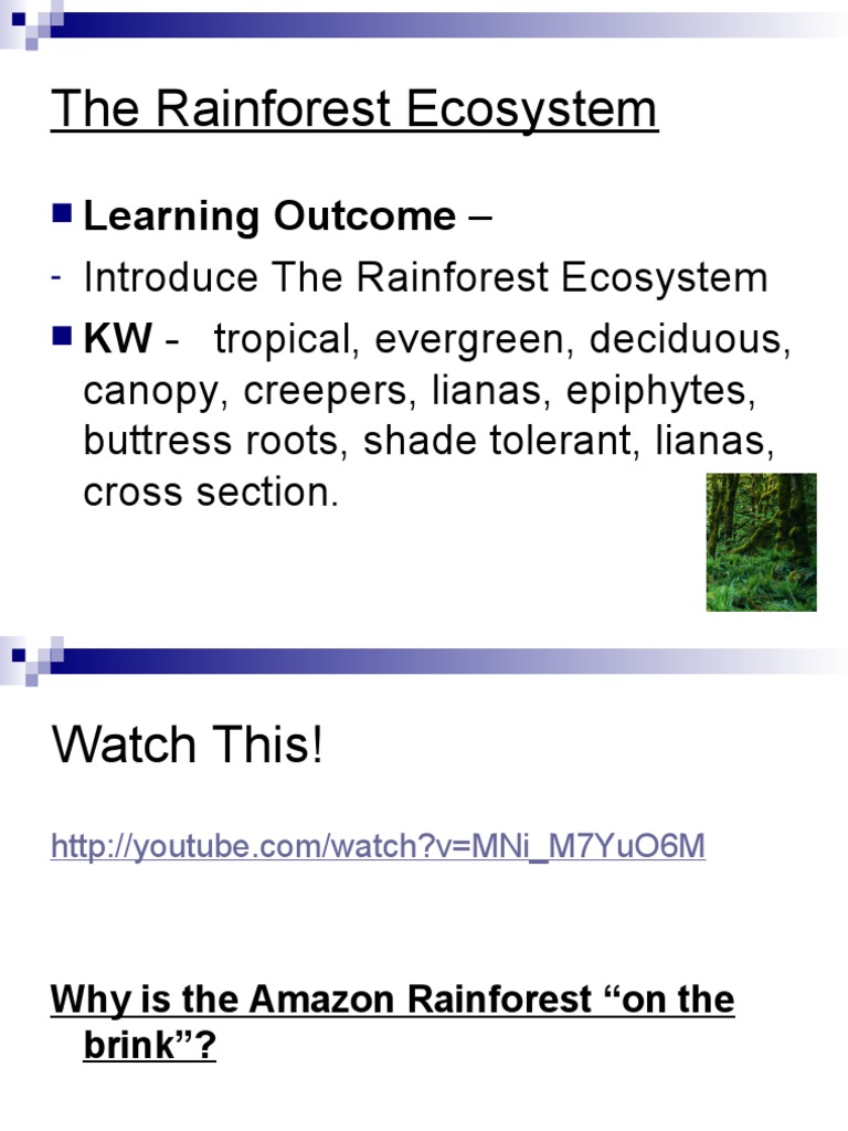 Introduction to Rainforest Ecosystem | PDF | Rainforest | Trees