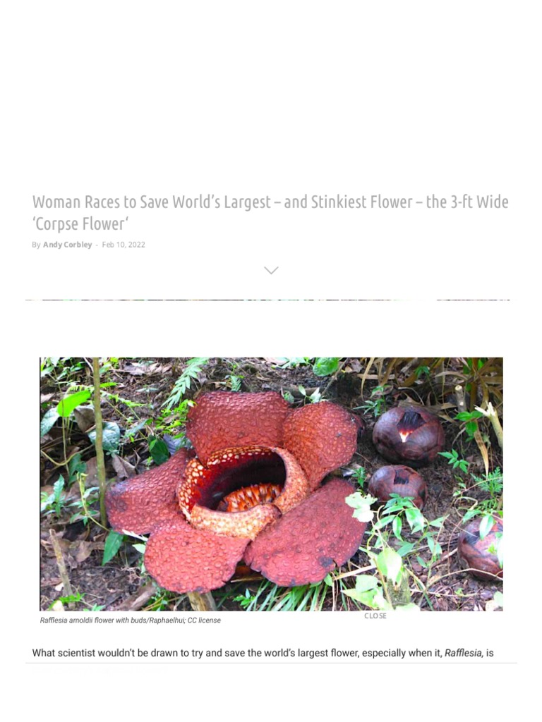 Woman Races To Save World's Largest and Stinkiest Flower The 3Ft