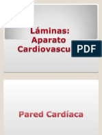 Láminas del Aparato Cardiovascular