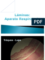 Láminas de Aparato Respiratorio