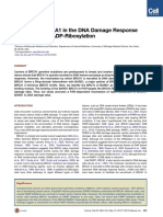 Function of BRCA1 in the DNA damage response is mediated by ADP-ribosylation.