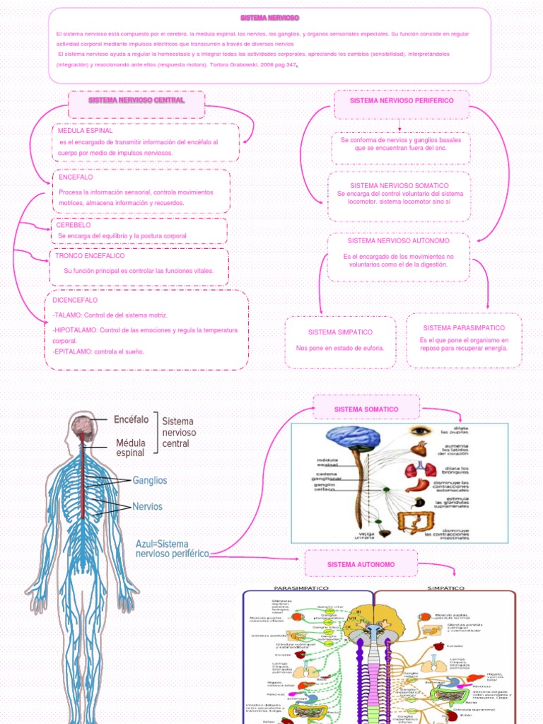 Estructura y Funciones del Sistema Nervioso | PDF | Sistema nervioso ...