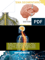 Sistema Nervioso o Segmentario