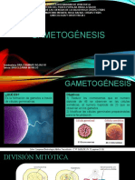 Gametogénesis: Formación de Gametos a Través de Células Germinativas