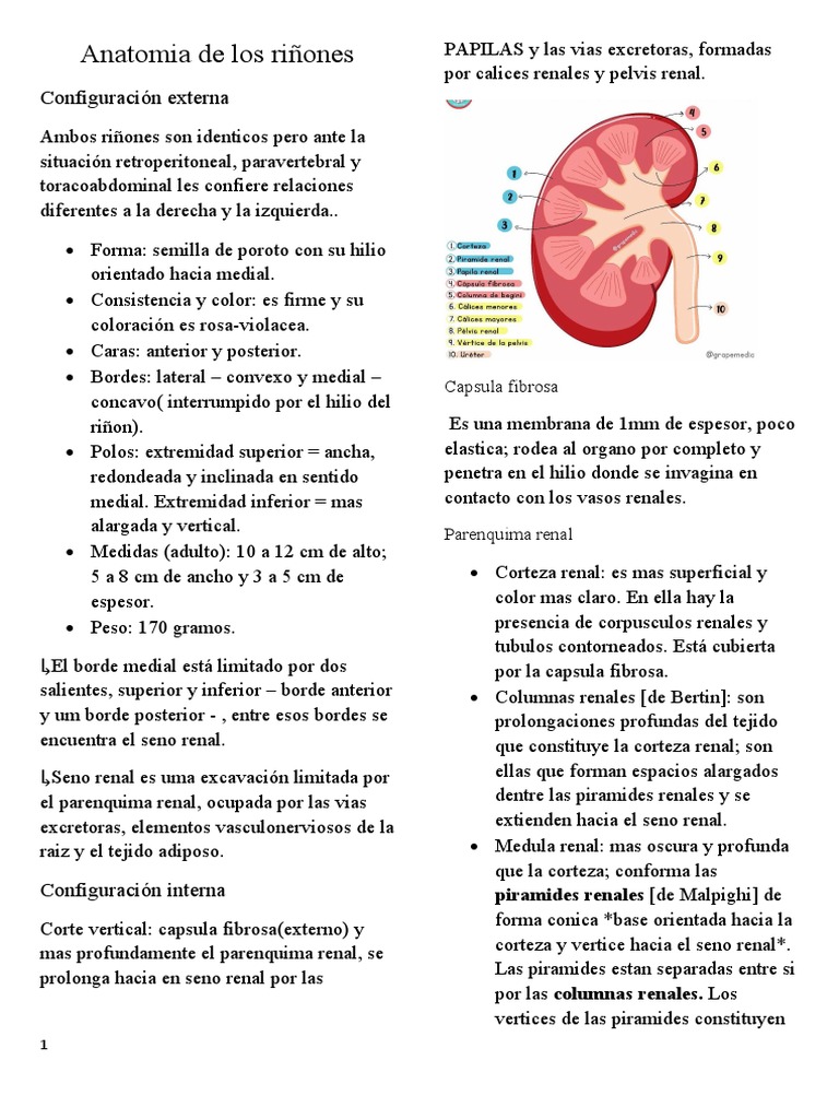 Anatomía Detallada de los Riñones | PDF | Riñón | Urología